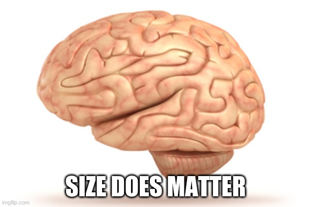Human Brain | SIZE DOES MATTER | image tagged in human brain | made w/ Imgflip meme maker