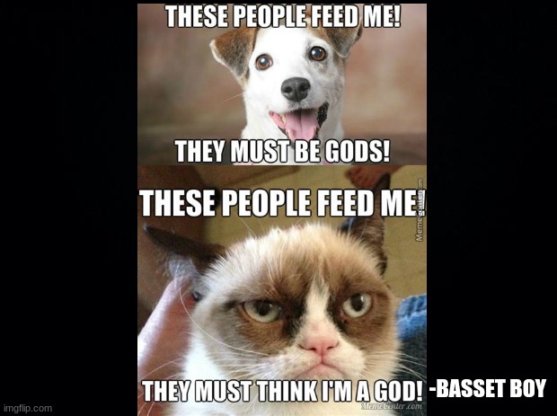 Cat vs Dogs | -BASSET BOY | image tagged in nice | made w/ Imgflip meme maker