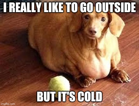 Fat doge | I REALLY LIKE TO GO OUTSIDE; BUT IT'S COLD | image tagged in fat doge | made w/ Imgflip meme maker