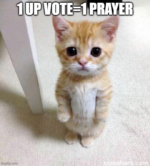 Cute Cat Meme | 1 UP VOTE=1 PRAYER | image tagged in memes,cute cat | made w/ Imgflip meme maker