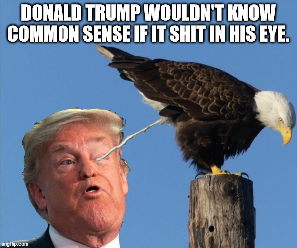 Common sense | DONALD TRUMP WOULDN'T KNOW COMMON SENSE IF IT SHIT IN HIS EYE. | image tagged in liberty,donald trump,joe biden,election 2020,dump trump | made w/ Imgflip meme maker