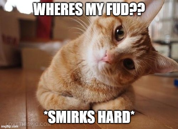 Curious Question Cat | WHERES MY FUD?? *SMIRKS HARD* | image tagged in curious question cat | made w/ Imgflip meme maker