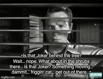 “Is that Joker behind the tree? Wait... nope. What about in the shrubs there... is that Joker? Something moving... dammit... friggin’ cat... get out of there...” | image tagged in gifs | made w/ Imgflip video-to-gif maker