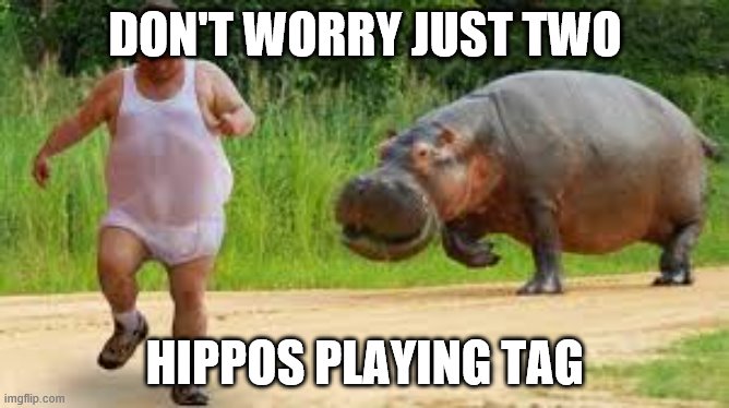 hippo | DON'T WORRY JUST TWO; HIPPOS PLAYING TAG | image tagged in hippo | made w/ Imgflip meme maker