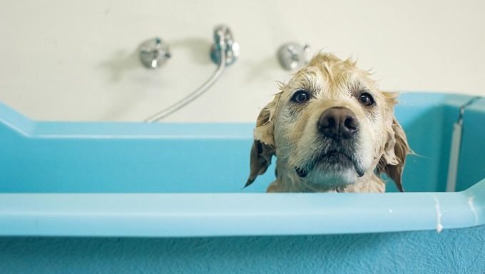 High Quality Bathtub Dog Blank Meme Template