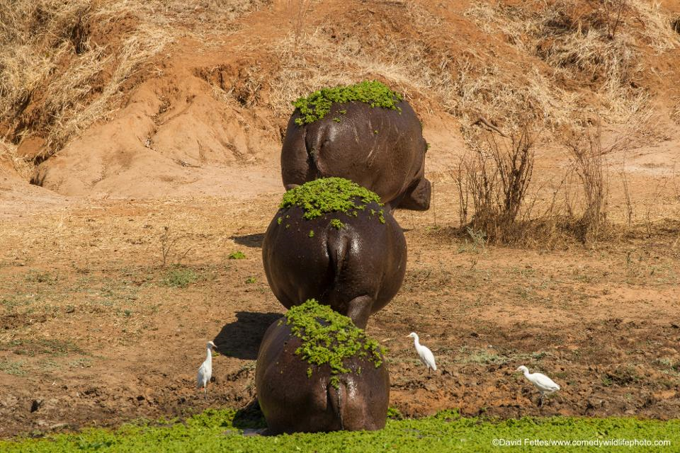 mossy hippos Blank Meme Template