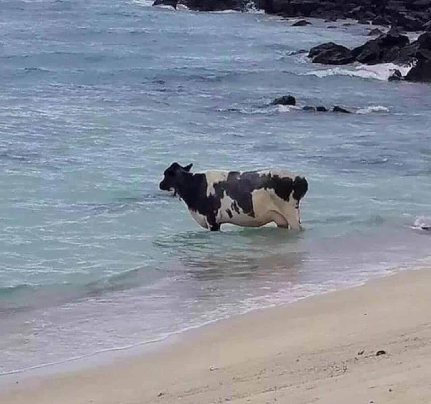 Cow in the ocean Blank Meme Template