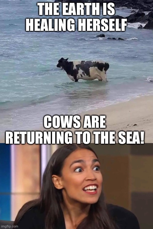 Whatever it takes to promote greenyism | THE EARTH IS HEALING HERSELF; COWS ARE RETURNING TO THE SEA! | image tagged in crazy aoc,cow in the ocean,environmentalist wackos | made w/ Imgflip meme maker
