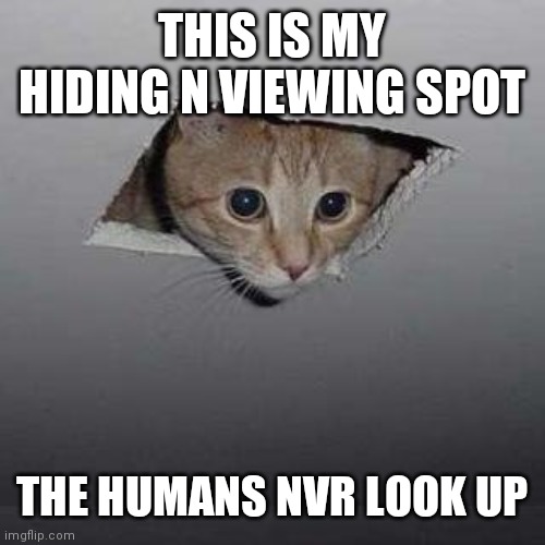 Ceiling Cat Meme | THIS IS MY HIDING N VIEWING SPOT; THE HUMANS NVR LOOK UP | image tagged in memes,ceiling cat | made w/ Imgflip meme maker
