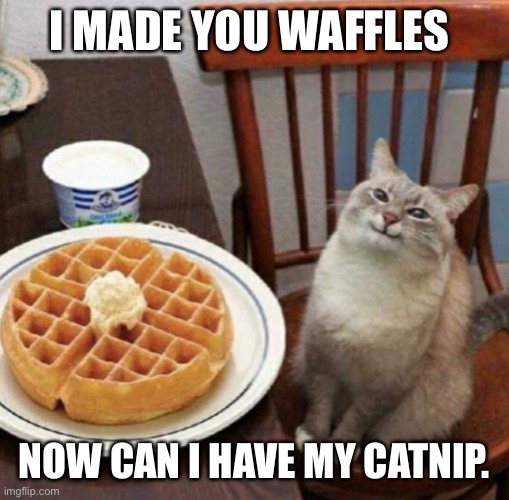 Cat likes their waffle | I MADE YOU WAFFLES; NOW CAN I HAVE MY CATNIP. | image tagged in cat likes their waffle | made w/ Imgflip meme maker