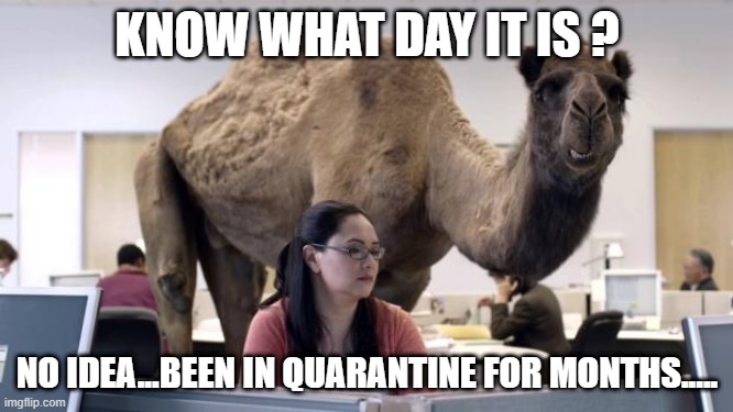 Hump Day Camel | KNOW WHAT DAY IT IS ? NO IDEA...BEEN IN QUARANTINE FOR MONTHS..... | image tagged in hump day camel | made w/ Imgflip meme maker