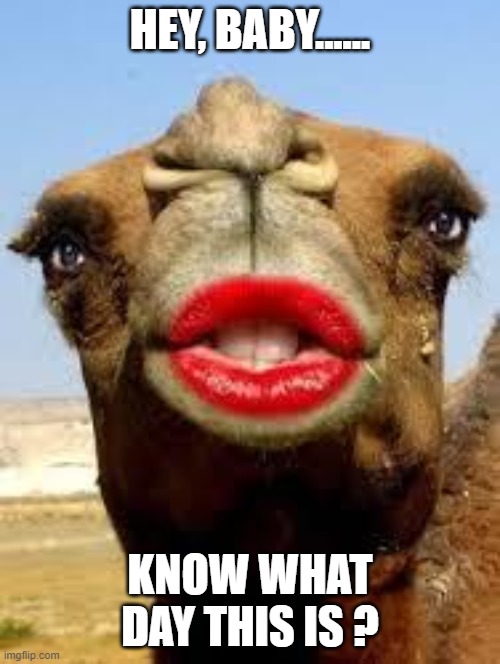 Camel face | HEY, BABY...... KNOW WHAT DAY THIS IS ? | image tagged in camel face | made w/ Imgflip meme maker