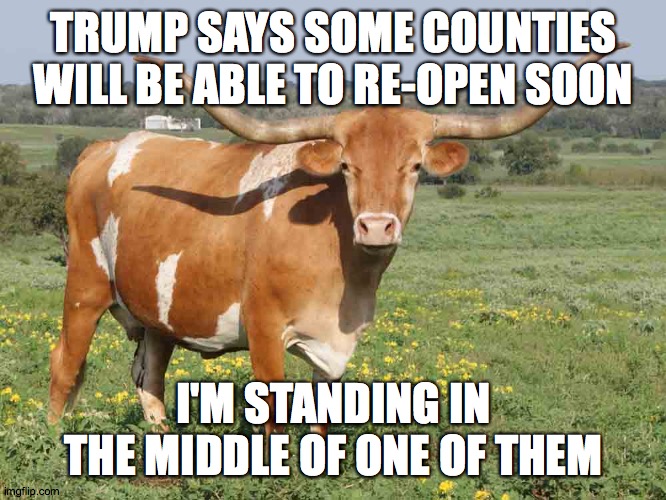 Longhorn cattle | TRUMP SAYS SOME COUNTIES WILL BE ABLE TO RE-OPEN SOON; I'M STANDING IN THE MIDDLE OF ONE OF THEM | image tagged in longhorn cattle | made w/ Imgflip meme maker