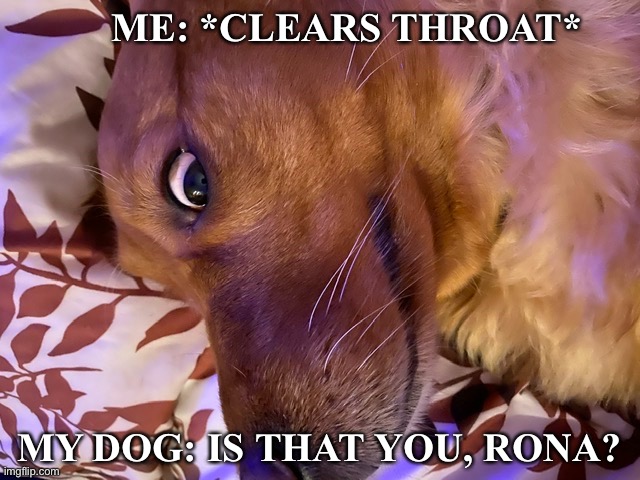 Doge vs. Corona | ME: *CLEARS THROAT*; MY DOG: IS THAT YOU, RONA? | image tagged in coronavirus,corona virus,corona,doge,cute dog,dogs | made w/ Imgflip meme maker