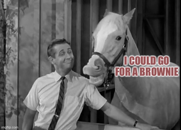 Mr Ed Speaks | I COULD GO FOR A BROWNIE | image tagged in mr ed speaks | made w/ Imgflip meme maker