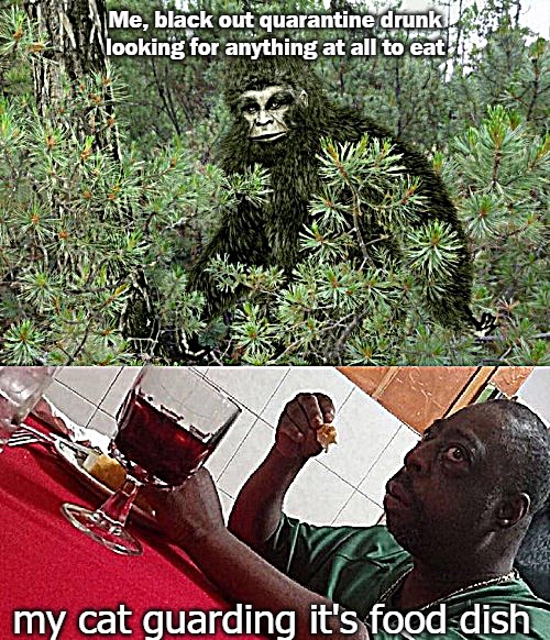 Me, black out quarantine drunk looking for anything at all to eat; my cat guarding it's food dish | image tagged in cat | made w/ Imgflip meme maker