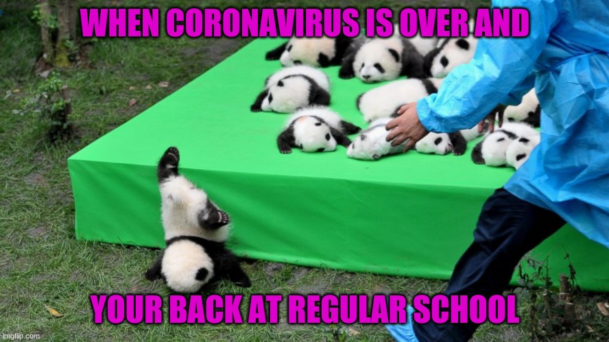 Falling flat on life.. | WHEN CORONAVIRUS IS OVER AND; YOUR BACK AT REGULAR SCHOOL | image tagged in falling flat on life | made w/ Imgflip meme maker