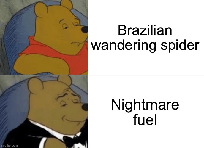Imagine it chasing you through your house | Brazilian wandering spider; Nightmare fuel | image tagged in memes,tuxedo winnie the pooh | made w/ Imgflip meme maker