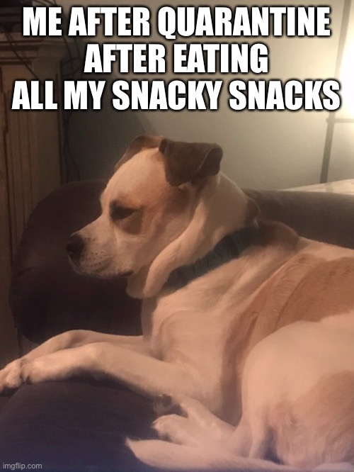 Duke | ME AFTER QUARANTINE AFTER EATING ALL MY SNACKY SNACKS | image tagged in duke,dogs,funny memes,quarantine,snacks,fat | made w/ Imgflip meme maker