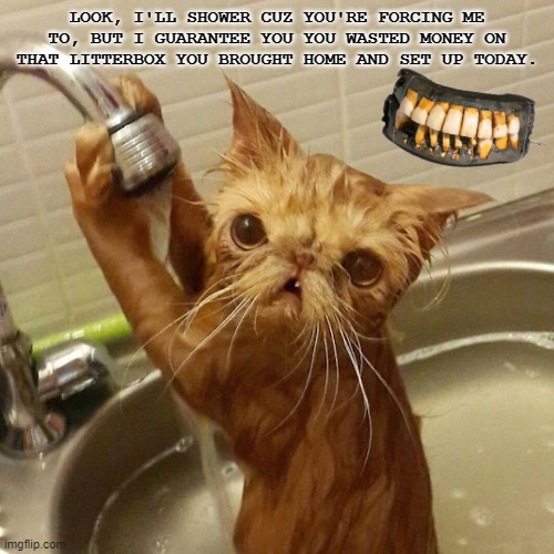 this had better be important | LOOK, I'LL SHOWER CUZ YOU'RE FORCING ME TO, BUT I GUARANTEE YOU YOU WASTED MONEY ON THAT LITTERBOX YOU BROUGHT HOME AND SET UP TODAY. | image tagged in this had better be important | made w/ Imgflip meme maker