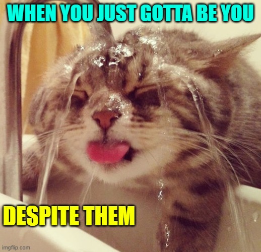 fever cat | WHEN YOU JUST GOTTA BE YOU; DESPITE THEM | image tagged in fever cat | made w/ Imgflip meme maker