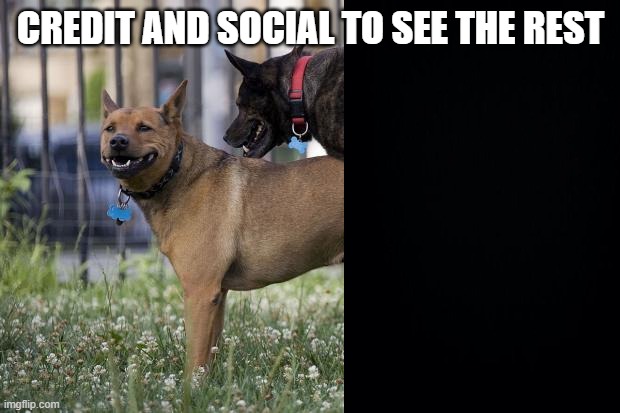 Dogs humping | CREDIT AND SOCIAL TO SEE THE REST | image tagged in dogs humping | made w/ Imgflip meme maker