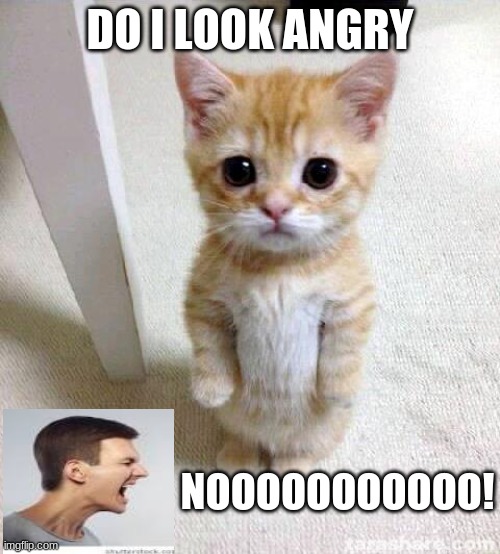 Cute Cat Meme | DO I LOOK ANGRY; NOOOOOOOOOOO! | image tagged in memes,cute cat | made w/ Imgflip meme maker