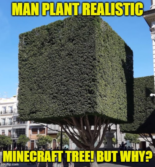 How to Minecraft in real life?! | MAN PLANT REALISTIC; MINECRAFT TREE! BUT WHY? | image tagged in minecraft,funny,tree,reality,real life,but why | made w/ Imgflip meme maker