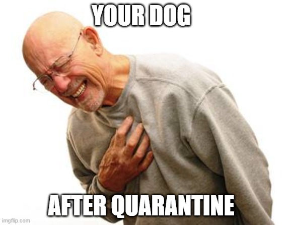 Old Man Heart Attack | YOUR DOG; AFTER QUARANTINE | image tagged in old man heart attack | made w/ Imgflip meme maker