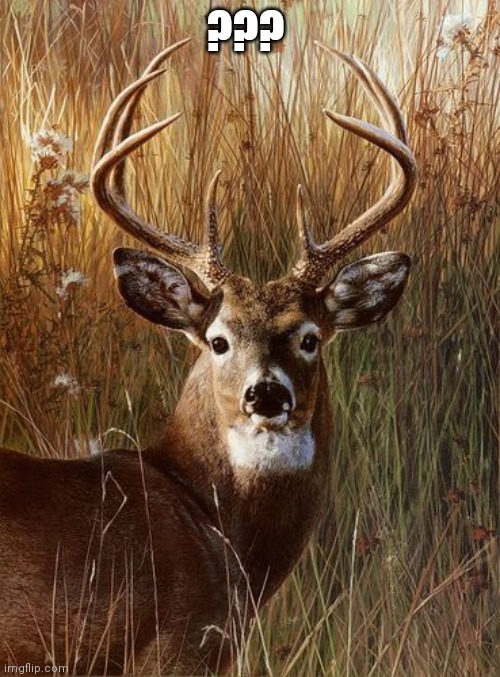 Deer | ??? | image tagged in deer | made w/ Imgflip meme maker