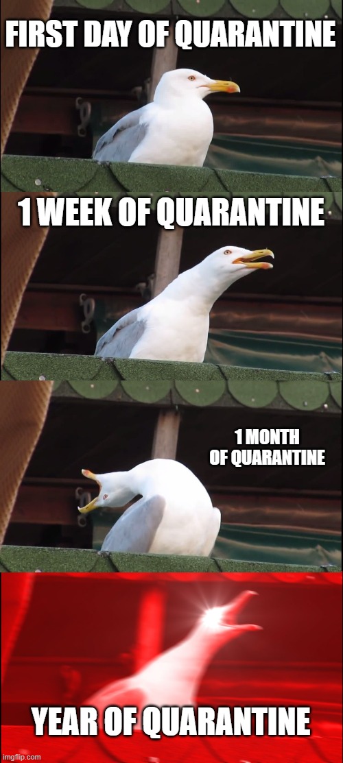 Inhaling Seagull | FIRST DAY OF QUARANTINE; 1 WEEK OF QUARANTINE; 1 MONTH OF QUARANTINE; YEAR OF QUARANTINE | image tagged in memes,inhaling seagull | made w/ Imgflip meme maker