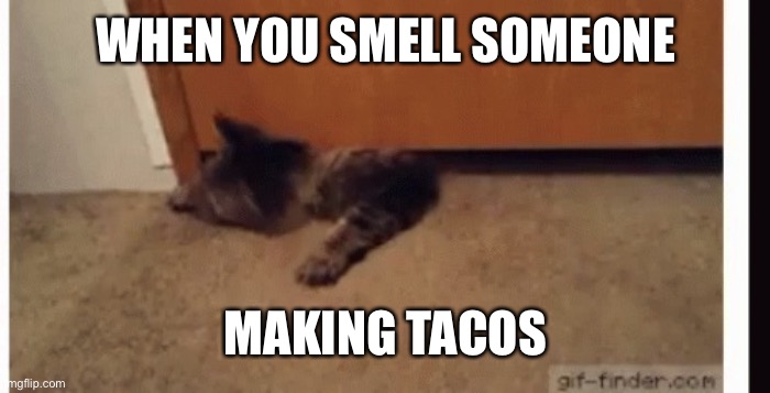 WHEN YOU SMELL SOMEONE; MAKING TACOS | image tagged in cat crawling under door | made w/ Imgflip meme maker