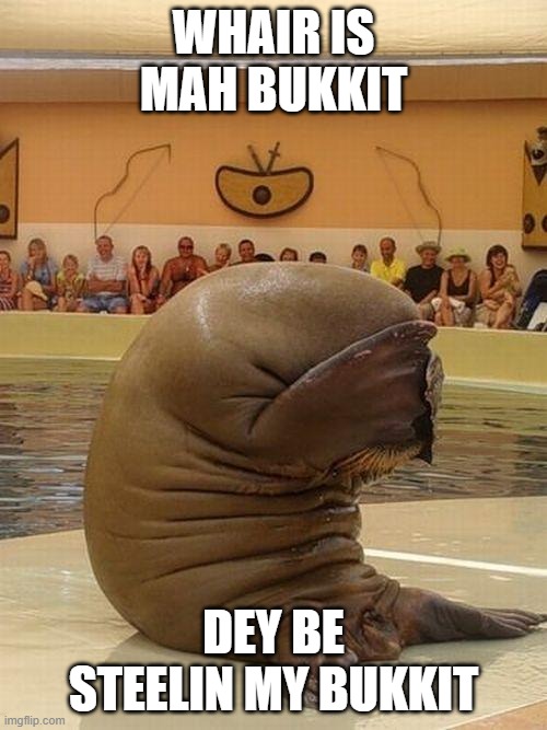 Guilty Walrus | WHAIR IS MAH BUKKIT; DEY BE STEELIN MY BUKKIT | image tagged in guilty walrus | made w/ Imgflip meme maker