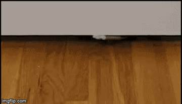 "Just getting in before the thread closes." | image tagged in gifs | made w/ Imgflip video-to-gif maker