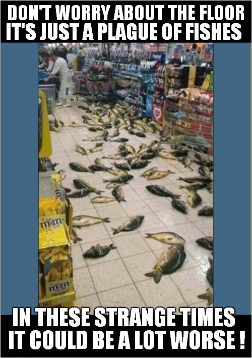 Strange Times Indeed ! |  DON'T WORRY ABOUT THE FLOOR; IT'S JUST A PLAGUE OF FISHES; IT COULD BE A LOT WORSE ! IN THESE STRANGE TIMES | image tagged in fun,plague,fish,strange times | made w/ Imgflip meme maker