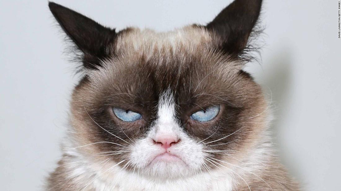 High Quality grumpy cat 2.0 Blank Meme Template