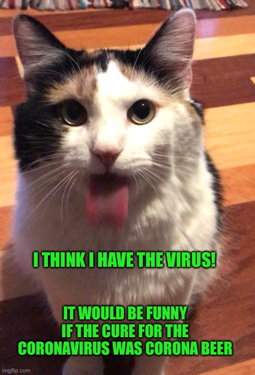 Virus cat | I THINK I HAVE THE VIRUS! IT WOULD BE FUNNY IF THE CURE FOR THE CORONAVIRUS WAS CORONA BEER | image tagged in corona virus | made w/ Imgflip meme maker
