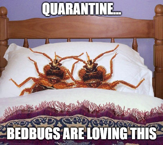 bedbugs in quarantine | QUARANTINE... BEDBUGS ARE LOVING THIS | image tagged in bed bugs actually in bed,bedbugs,bedbug,quarantine,covid-19 | made w/ Imgflip meme maker
