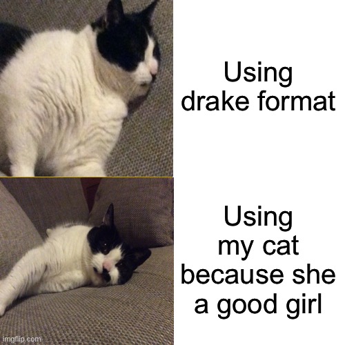 Cat as drake | Using drake format; Using my cat because she a good girl | image tagged in cats | made w/ Imgflip meme maker