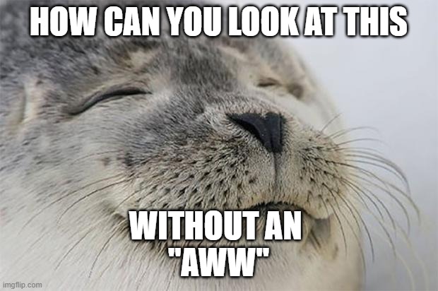 Satisfied Seal Meme | HOW CAN YOU LOOK AT THIS; WITHOUT AN 



''AWW'' | image tagged in memes,satisfied seal | made w/ Imgflip meme maker
