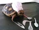 turtle with chef hat Blank Meme Template