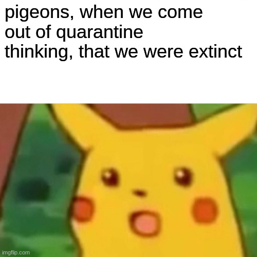 Surprised Pikachu Meme | pigeons, when we come out of quarantine thinking, that we were extinct | image tagged in memes,surprised pikachu | made w/ Imgflip meme maker
