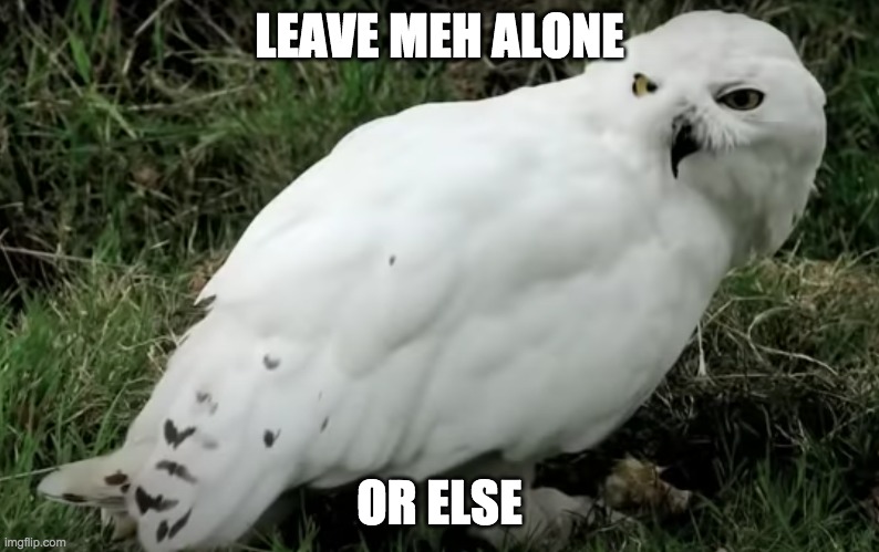 LEAVE MEH ALONE; OR ELSE | image tagged in owl,owls,angry birds,funny,funny memes,lol so funny | made w/ Imgflip meme maker