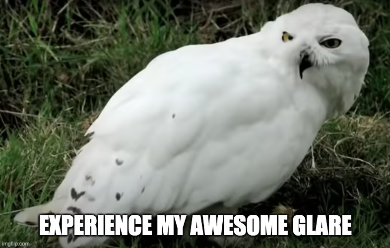 EXPERIENCE MY AWESOME GLARE | image tagged in owl,funny | made w/ Imgflip meme maker