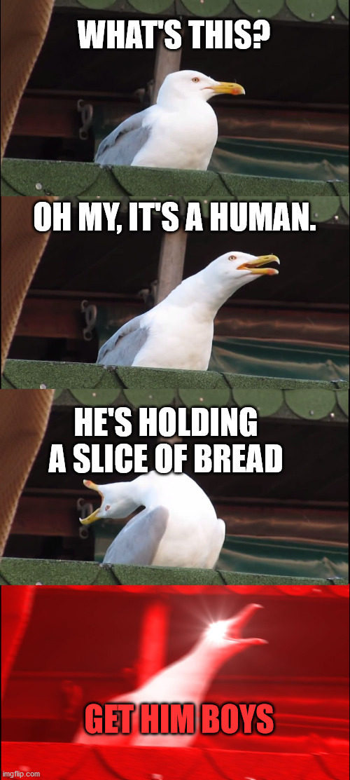 Inhaling Seagull Meme | WHAT'S THIS? OH MY, IT'S A HUMAN. HE'S HOLDING A SLICE OF BREAD; GET HIM BOYS | image tagged in memes,inhaling seagull | made w/ Imgflip meme maker