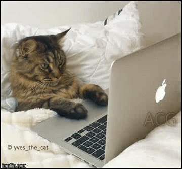 "PatsFans won't load... what now? 
Am I gonna have to get out of bed?!?!" | image tagged in gifs | made w/ Imgflip video-to-gif maker