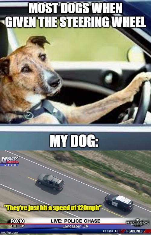 Fast and Furryus | MOST DOGS WHEN GIVEN THE STEERING WHEEL; MY DOG:; "They've just hit a speed of 120mph" | image tagged in memes,funny,lol,dog driving,funny memes,fun | made w/ Imgflip meme maker