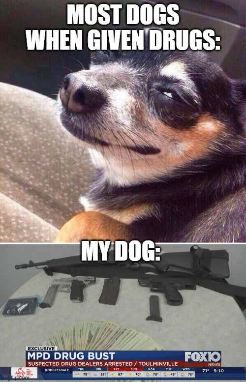 My dog... | MOST DOGS WHEN GIVEN DRUGS:; MY DOG: | image tagged in fun,funny,memes,dog | made w/ Imgflip meme maker