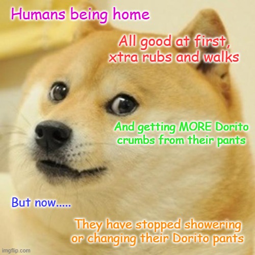 Doge | Humans being home; All good at first, xtra rubs and walks; And getting MORE Dorito crumbs from their pants; But now..... They have stopped showering or changing their Dorito pants | image tagged in memes,doge | made w/ Imgflip meme maker