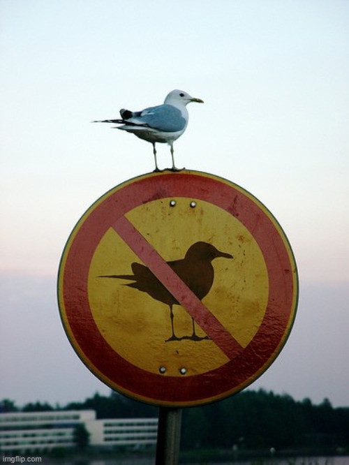 the fact that the seagull is standing in the same position of the sign confuses me | image tagged in seagull,memes | made w/ Imgflip meme maker